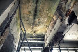 Why You Should Choose Our Mold Remediation Services in Geneva, AL